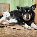 internat hund kat kæledyr husdyr fido trofast