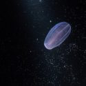 Ribbegopler havsvampe evolution dyrerigets stamtræ fylogeni morfologiske studier kraveflagellater stamfader ophav dyregruppe fordøjelse organismer