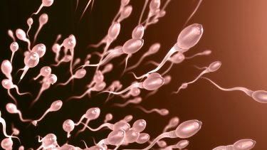 sædceller befrugtning graviditet fertilitet sperm sæd