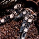 Tarantula fugleedderkop Brasilien Blottet Numse