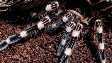 Tarantula fugleedderkop Brasilien Blottet Numse