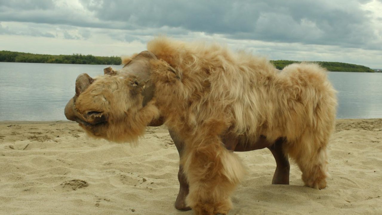 uldhåret næsehorn klimaforandringer jagt