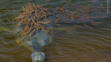 Wildlife Photography of the Year mukerjee vilde dyr fotos  Natural History Museum