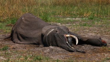 elefant botswana død derfor