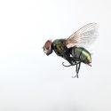 fluer flyver i firkantet kantet mønster i loftet