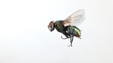 fluer flyver i firkantet kantet mønster i loftet