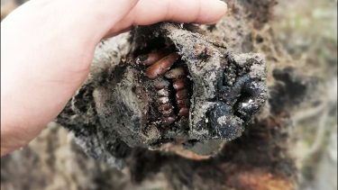 hulebjørn_sibirien_permafrost_intakt_pels_tænder_hud NEFU