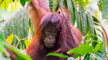 orangutang