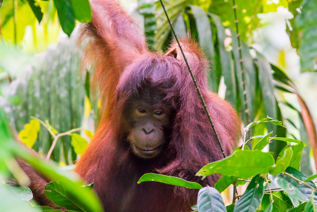 orangutang