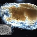 ostracod krebsemusling krebsdyr 100 millionr år gammel sæd rav kæmpe