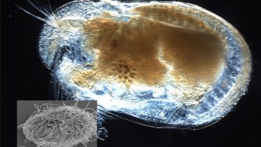 ostracod krebsemusling krebsdyr 100 millionr år gammel sæd rav kæmpe