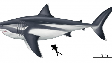 otodus megalodon størrelse proportioner