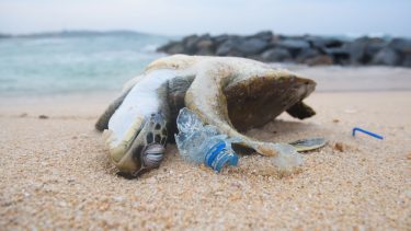 Dyr Uddøde Overbefolkning Udryddelse Klimaforandringer