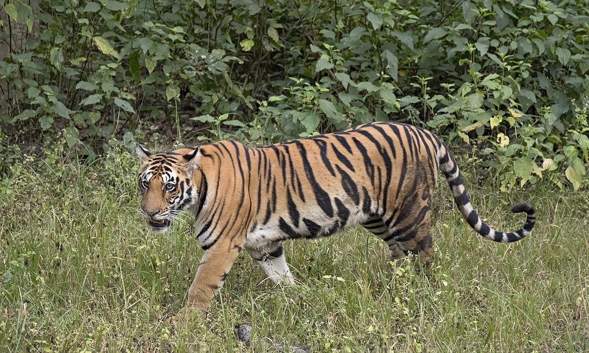 Truede dyrearter Tiger