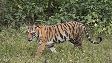 Truede dyrearter Tiger