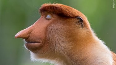 Dansk fotograf Vinderbillede næseabe mogens trolle 'Animal Portraits' ved årets Wildlife Photographer of the Year