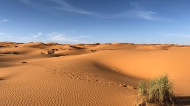 Sahara Træer Danske Forskere