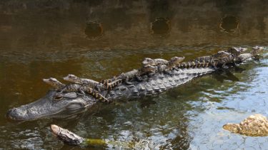 Alligator kan få halen til at vokse ud igen