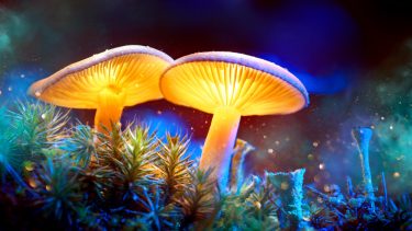 Psykedeliske svampe Depression Medicin