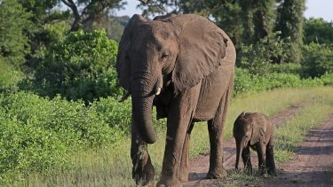Elefant Vand Klimaforandringer