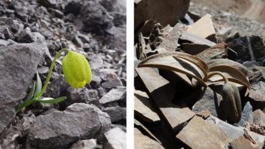 Plante Camouflage Kina usynlig evolution
