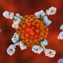 coronavirus antistoffer vaccine