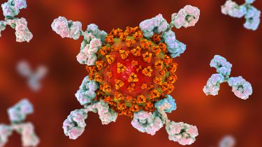 coronavirus antistoffer vaccine