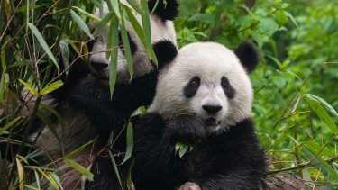 panda hestepærer afføring