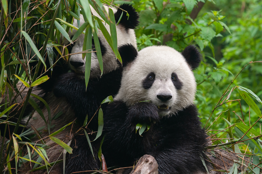panda hestepærer afføring