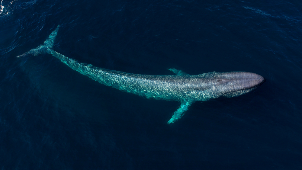 blåhval blåhvaler ny bestand flok lyd sang indiske ocean indisk arabisk hav
