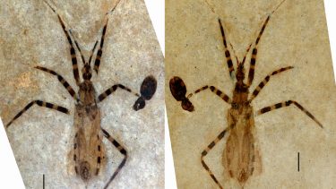 Insekt Fossil Velbevaret