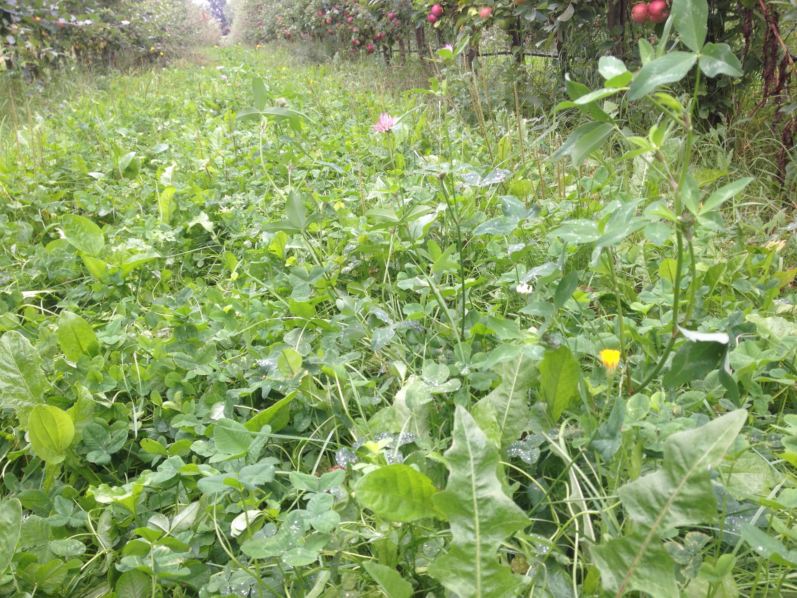 blomster stribe mark gård plantage blomsterstribe