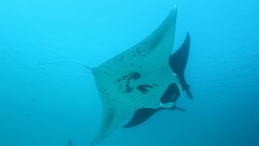 rokke manta djævlerokke hav marinebiologi