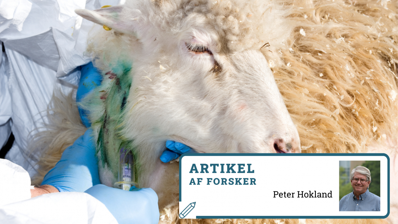 faareblod_og_gedetestikler_daarlig_forskning_kan_have_fatale_konsekvenser.png