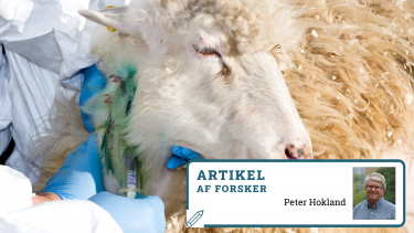 faareblod_og_gedetestikler_daarlig_forskning_kan_have_fatale_konsekvenser.png