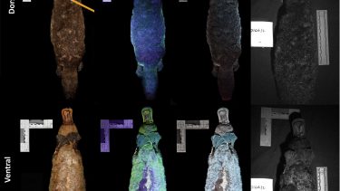 Næbdyr Australien Mysterie Selvlysende