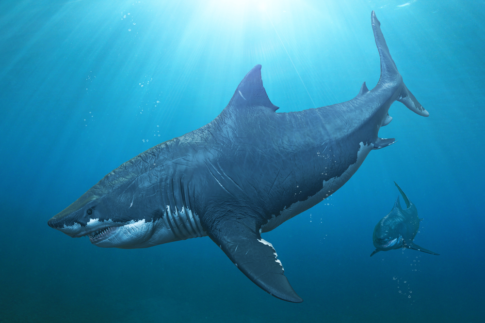 megalodon derfor blev den så stor