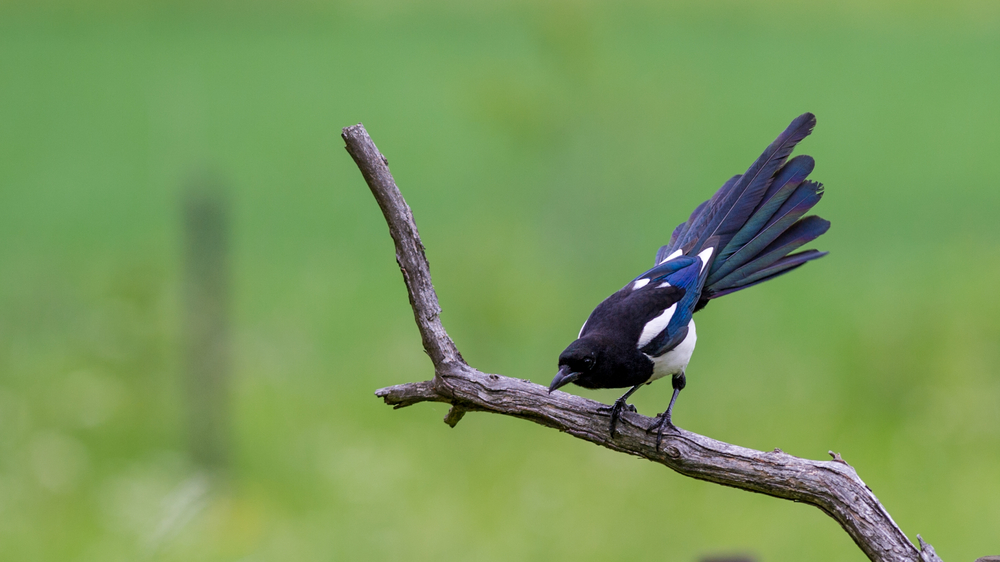 skader skade magpie nordens paradisfugl udskældt spørg videnskaben ornitolog sprog navn opfattelse