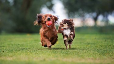 hunde leger med hinanden adfærd