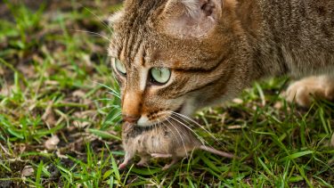 kat jagt biodiversitet kattejagt