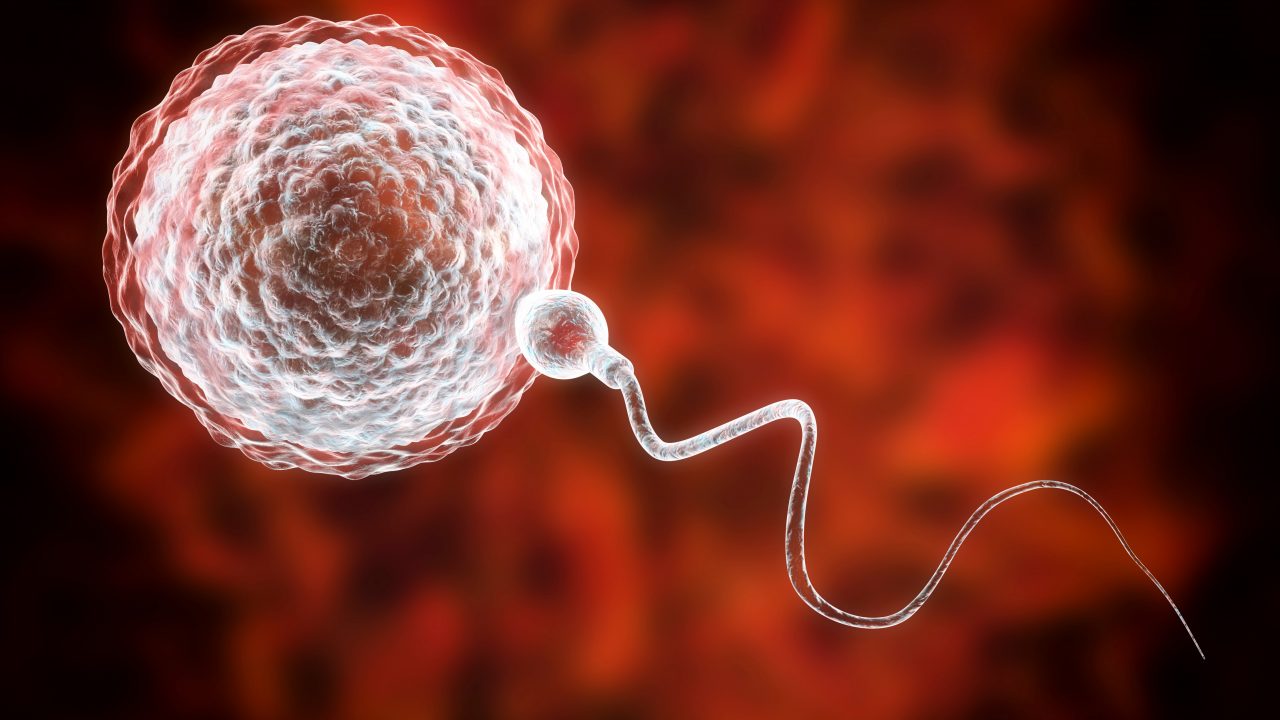 Sædceller Protein Genetik