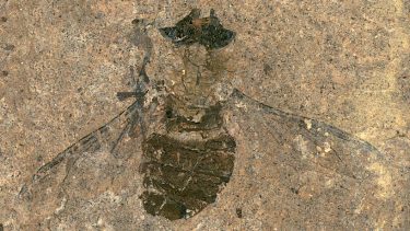 flue fossil pollen mavesæk 47 millioner år gammel Messelgruben