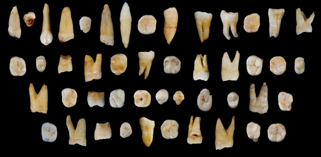 Homo sapiens Kina drypstensgrotte stalagmit evolution udvandring DNA-analyse kulstof 14-datering