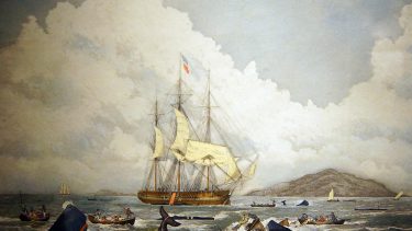 hvaler kaskelothvaler kloge dyr