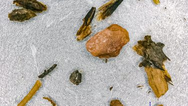 makrofossiler_grønland_sedimentkerner_iskerneboringer_københavns_universitet_isfrit_grønland_indlandsisen_væk_planter.jpg