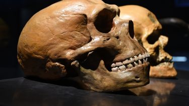 menneskehjerne neandertalhjerne hvad er forskellen mini-hjerner
