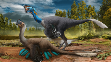 Dinosaur Æg Rede