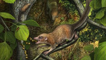 purgatorius første primater