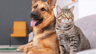 Katte Hunde Loyalitet mad fodre fremmede