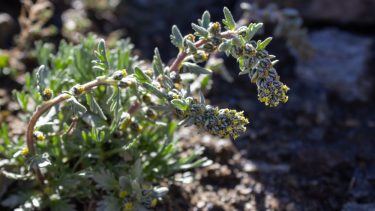 Alpin blomst absinth uddø